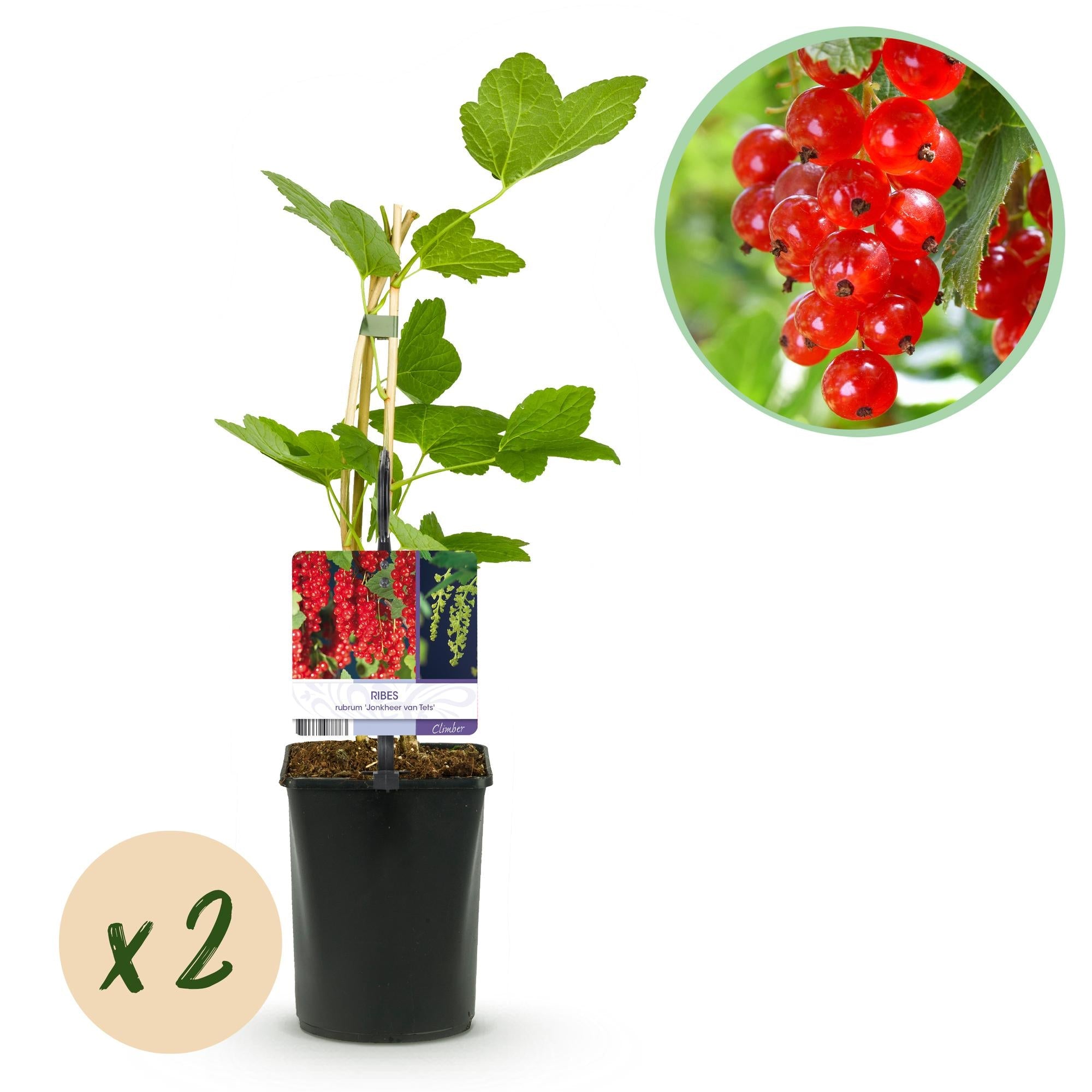 green-guardia-unsere-pflanzen-rote-johannisbeere-40cm-2x image 1