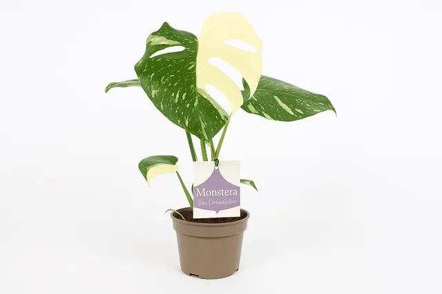 green-guardia-unsere-pflanzen-monstera-thai-constellation-15-cm image 1