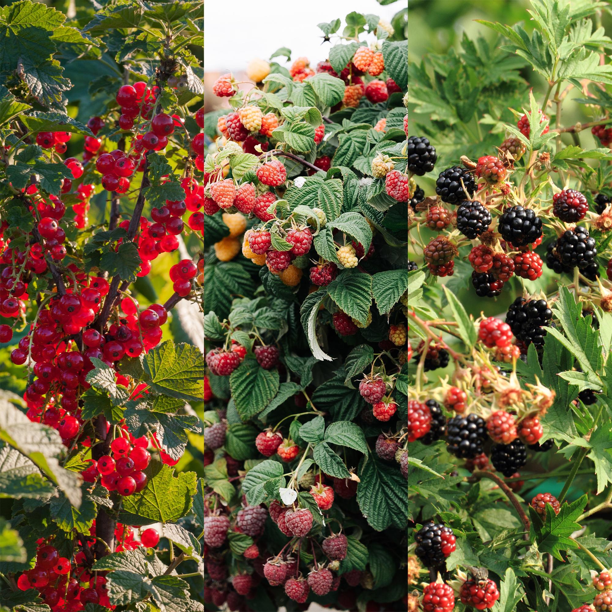 green-guardia-obstpflanzen-mix-beeren-3-pflanzen-11cm-topf image 5