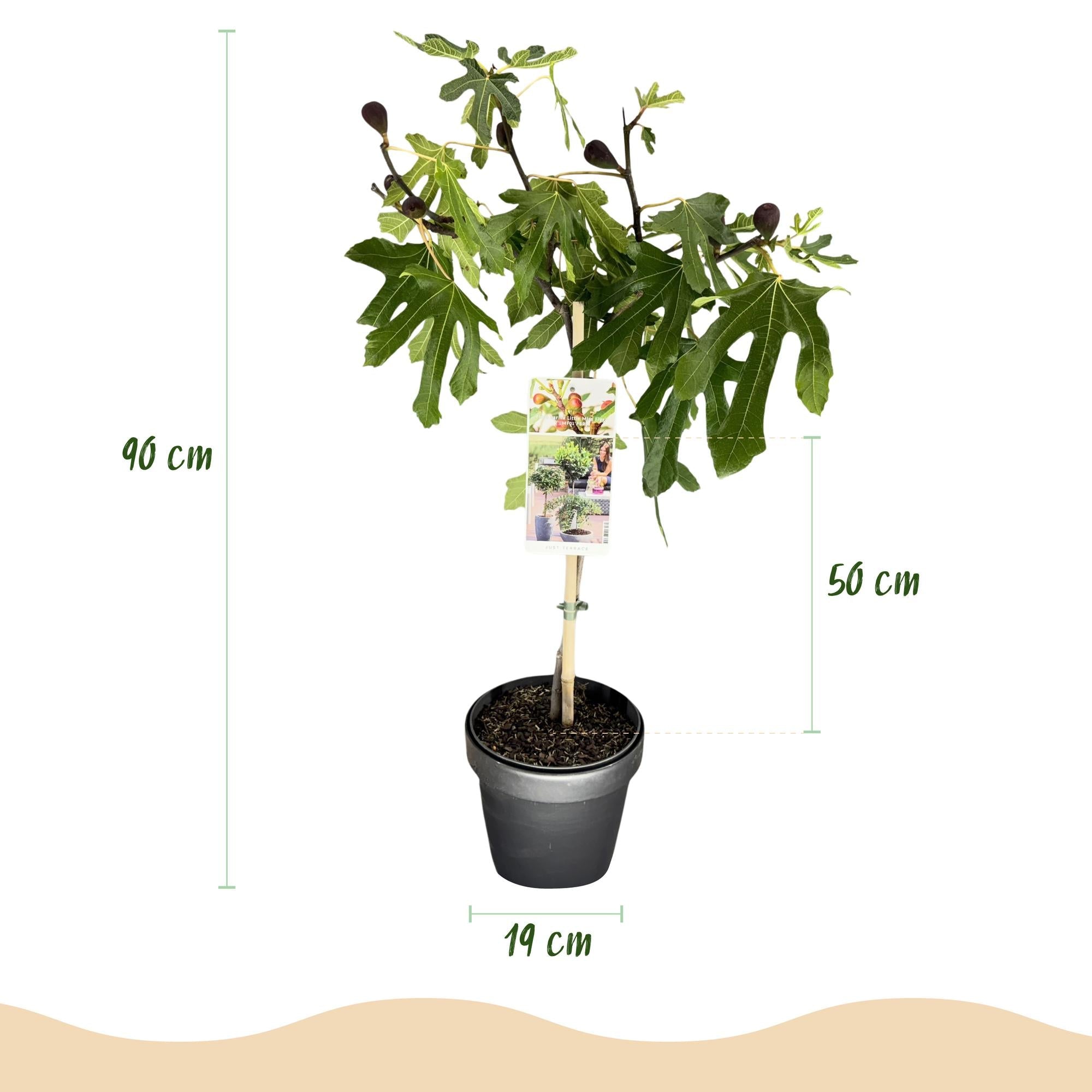 green-guardia-unsere-pflanzen-ficus-carica-little-miss-figgy-feigenbaum image 2