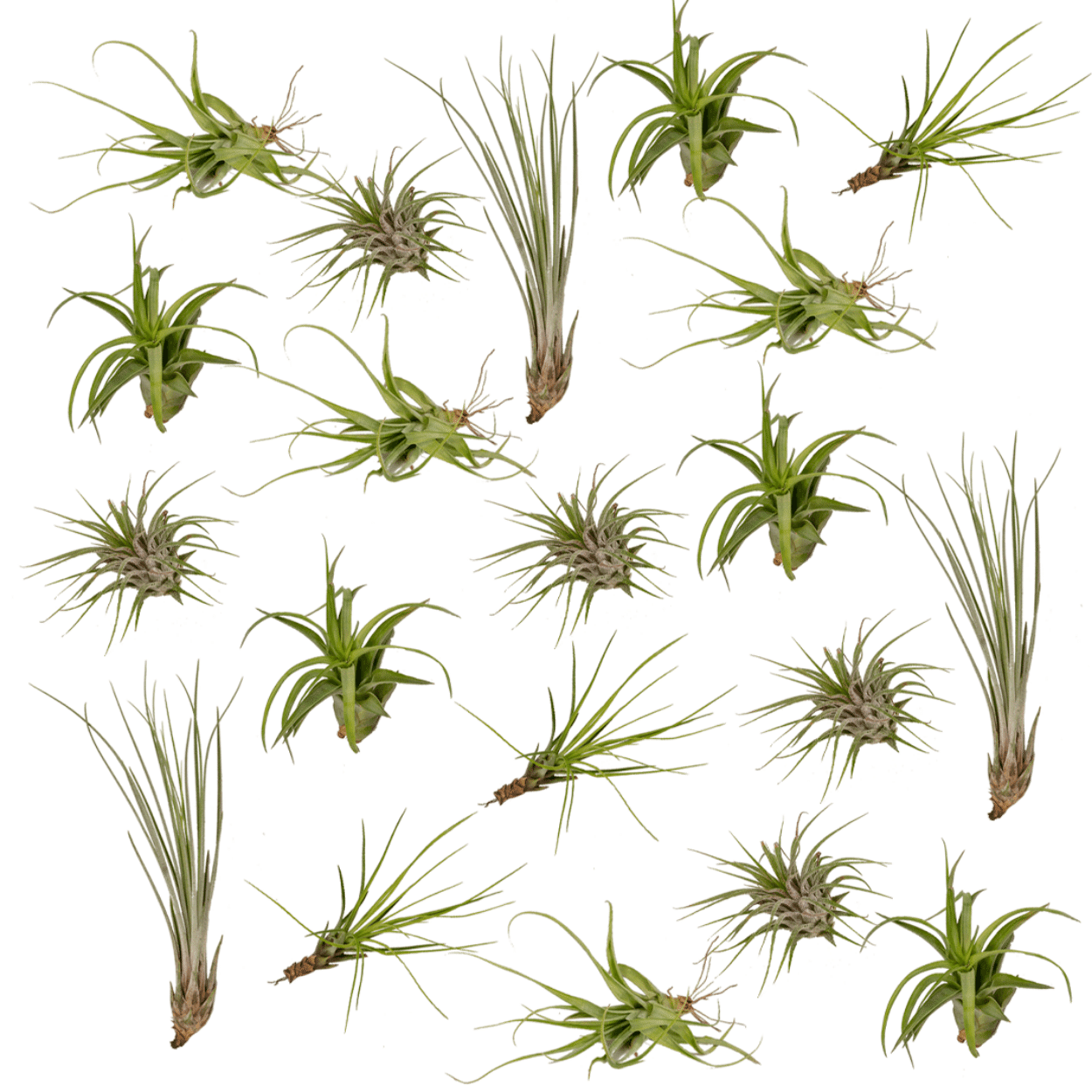 green-guardia-tillandsia-air-mix-luftpflanzen-20-st-ck-6-cm image 1