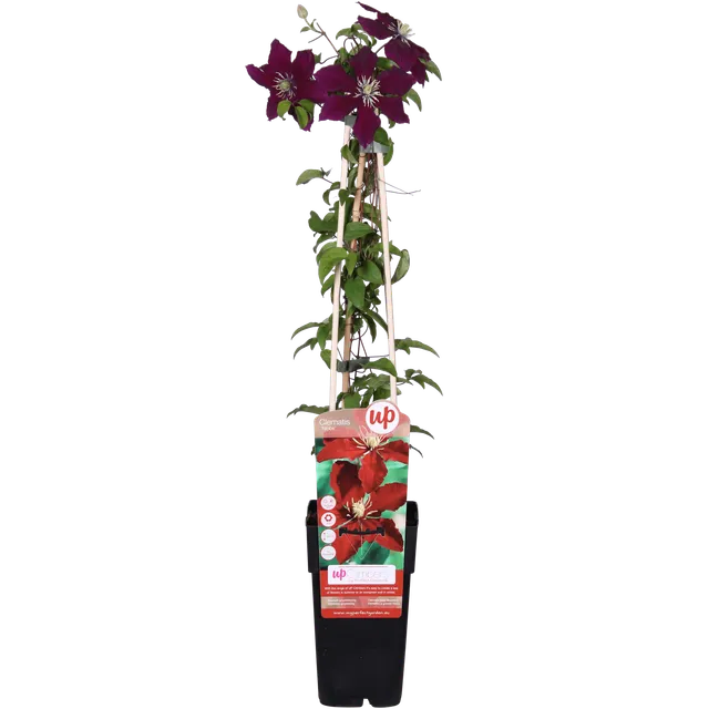 green-guardia-clematis-niobe-kletterpflanze-15cm-topf-rot-1-pflanze image 1