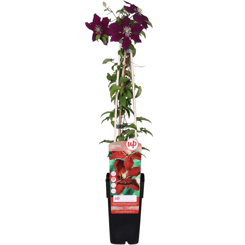 green-guardia-clematis-niobe-kletterpflanze-15cm-topf-rot-1-pflanze image 1