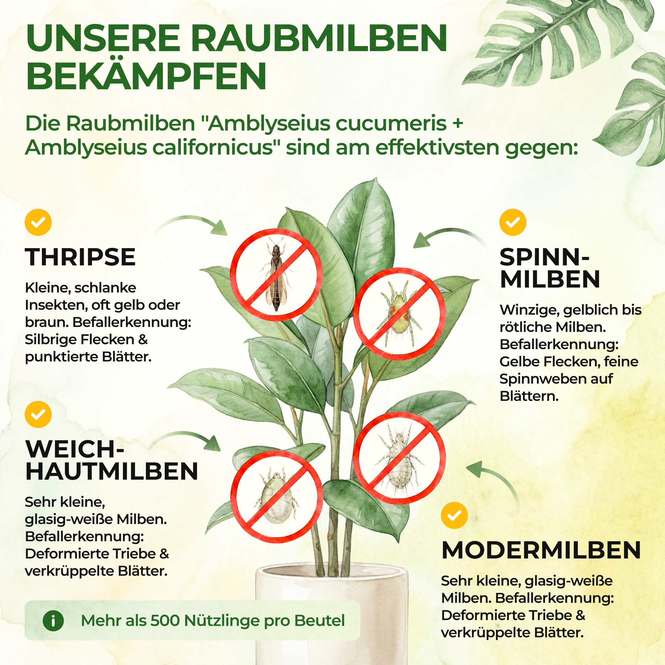 green-guardia-raubmilben-mix-n-tzlinge-2-t-ten-thripse image 2