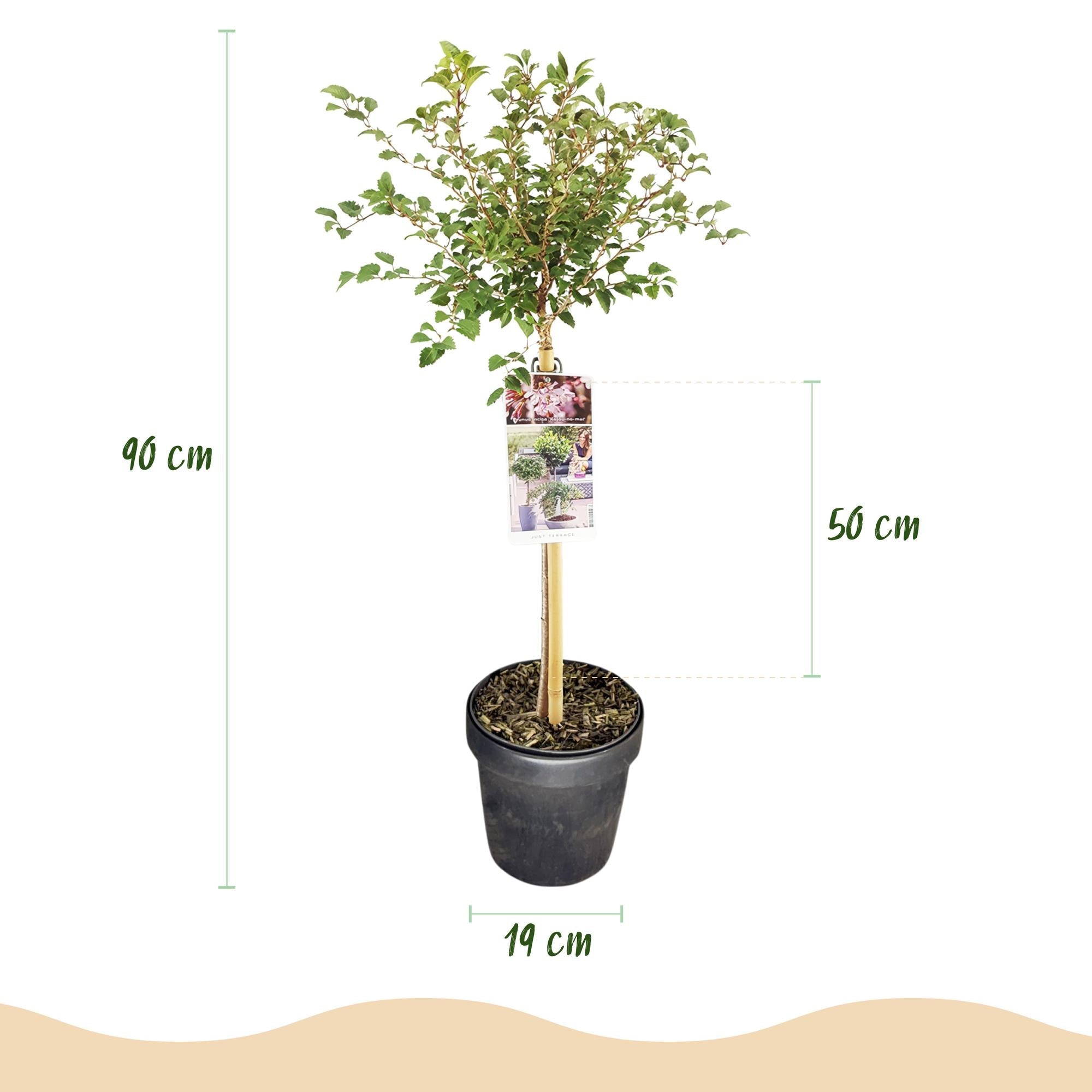 green-guardia-prunus-koujou-no-mai-zierkirsche-90-cm image 2