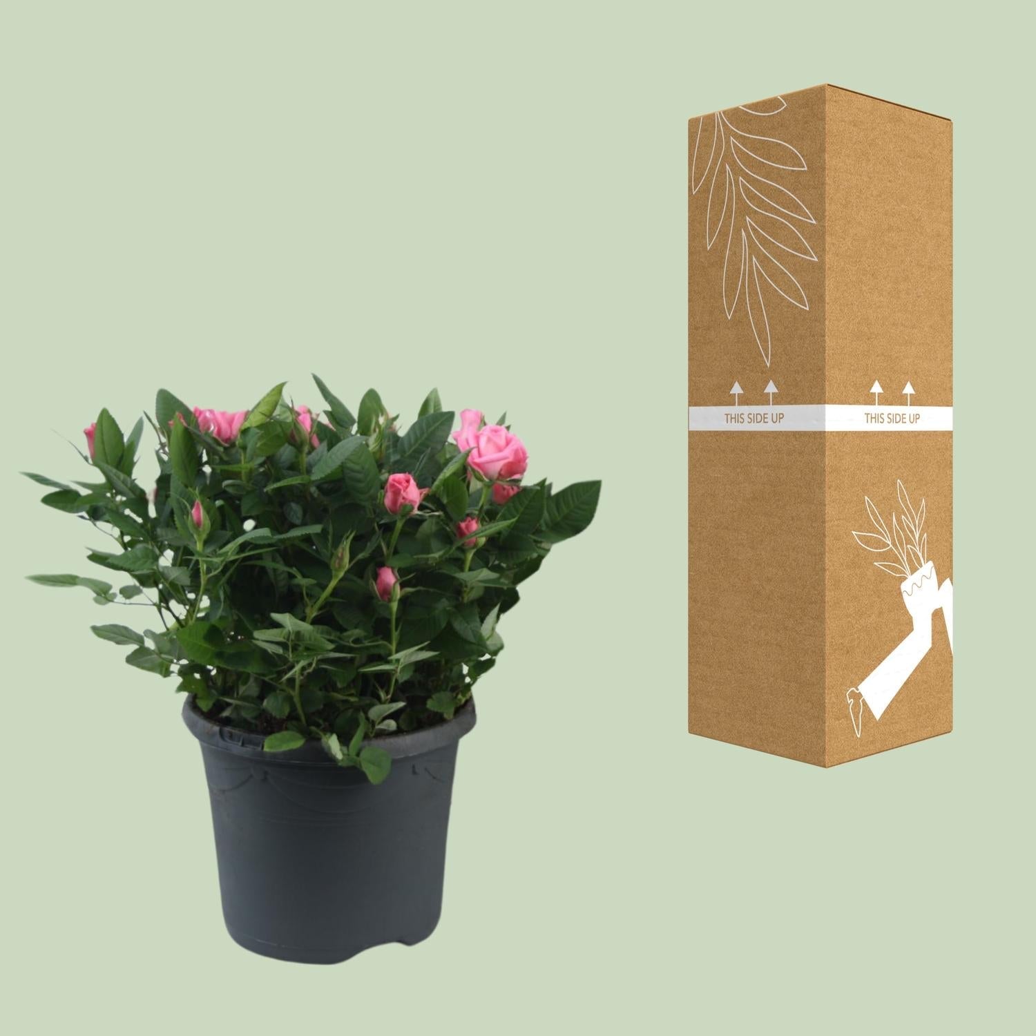 green-guardia-rosa-jewel-patio-sparkling-topfrose-17cm image 3
