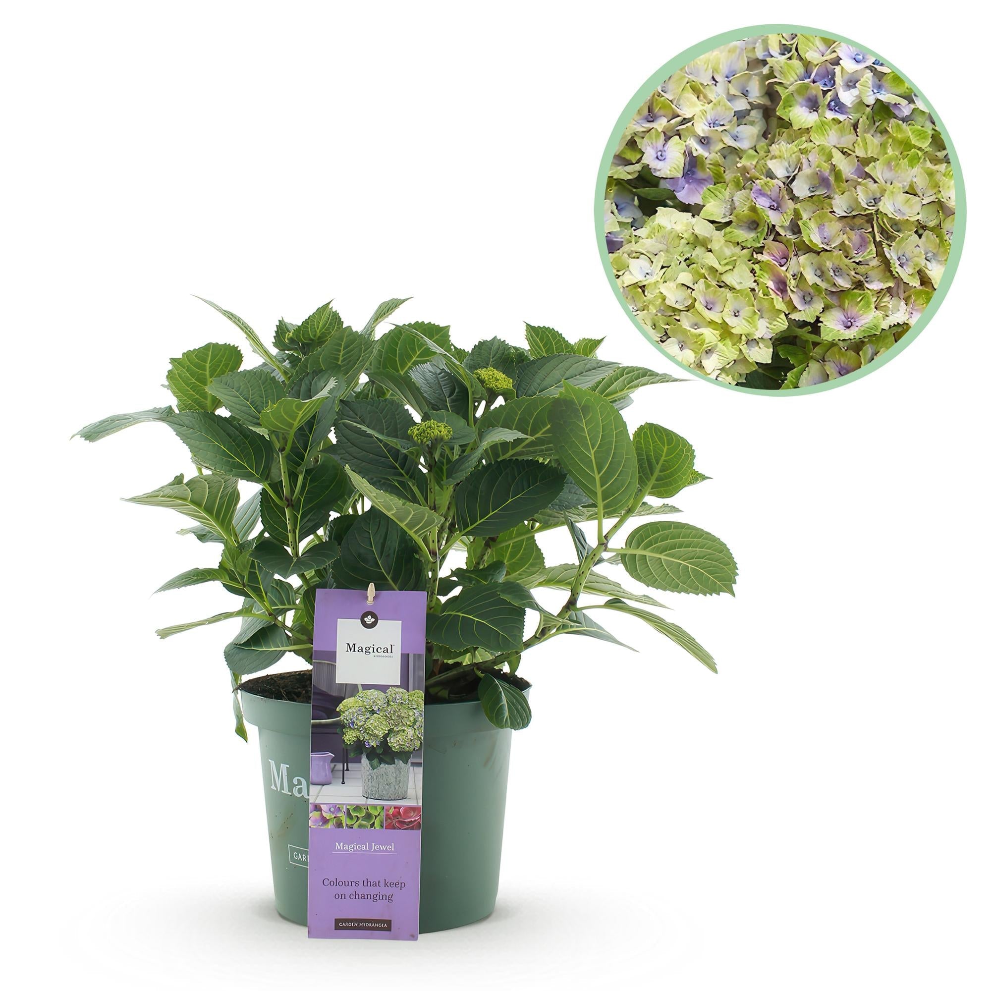 green-guardia-unsere-pflanzen-magical-jewel-blue-hortensie-23cm-topf image 1