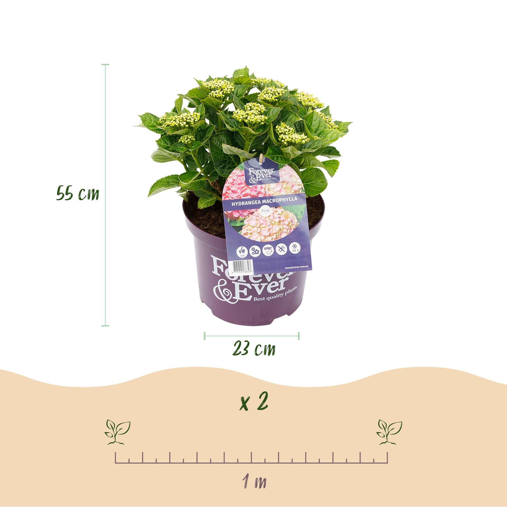 green-guardia-forever-ever-hortensie-rosa-1-pflanze-23-cm-topf image 2