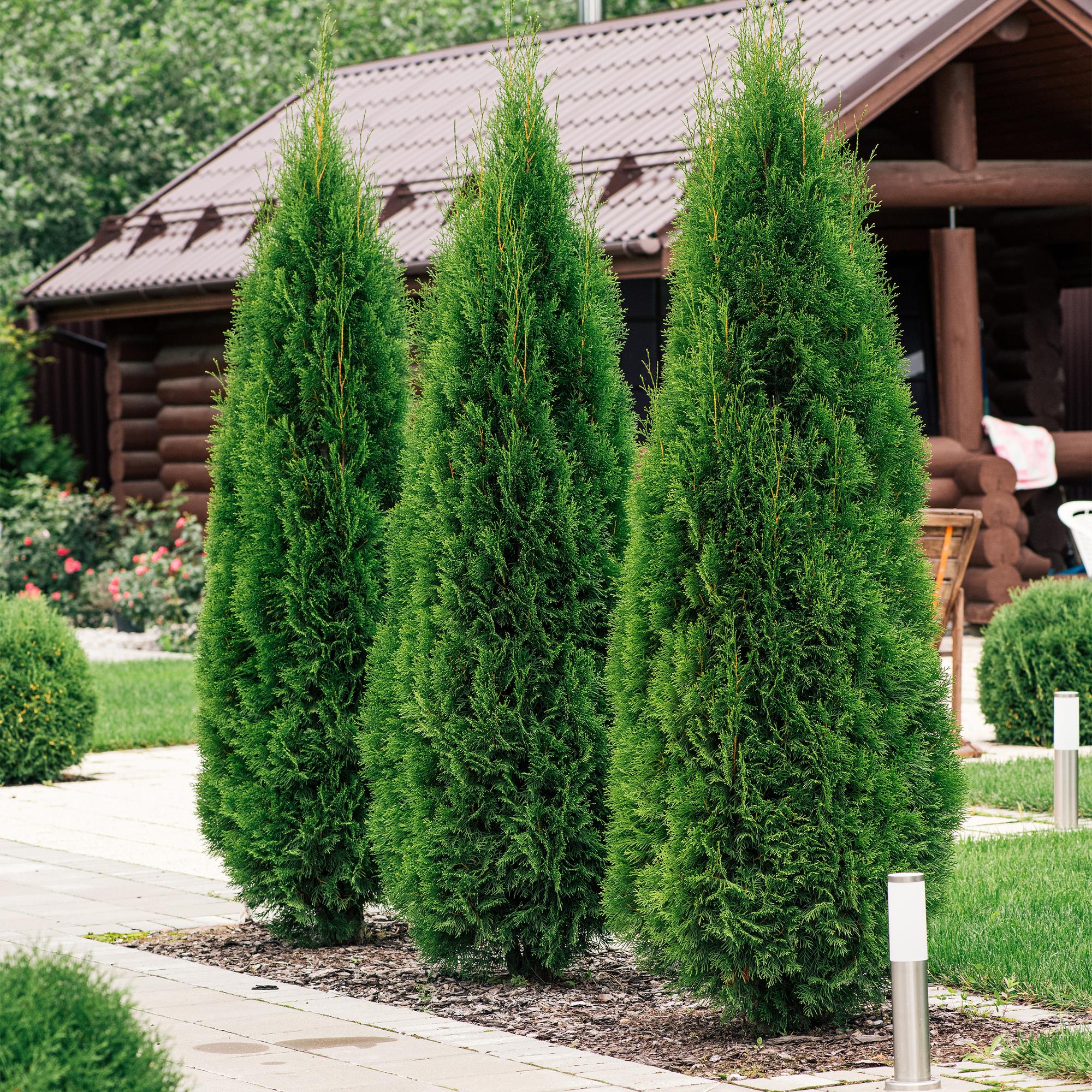 green-guardia-unsere-pflanzen-thuja-smaragd-hecke-8-pflanzen-30-35cm image 5
