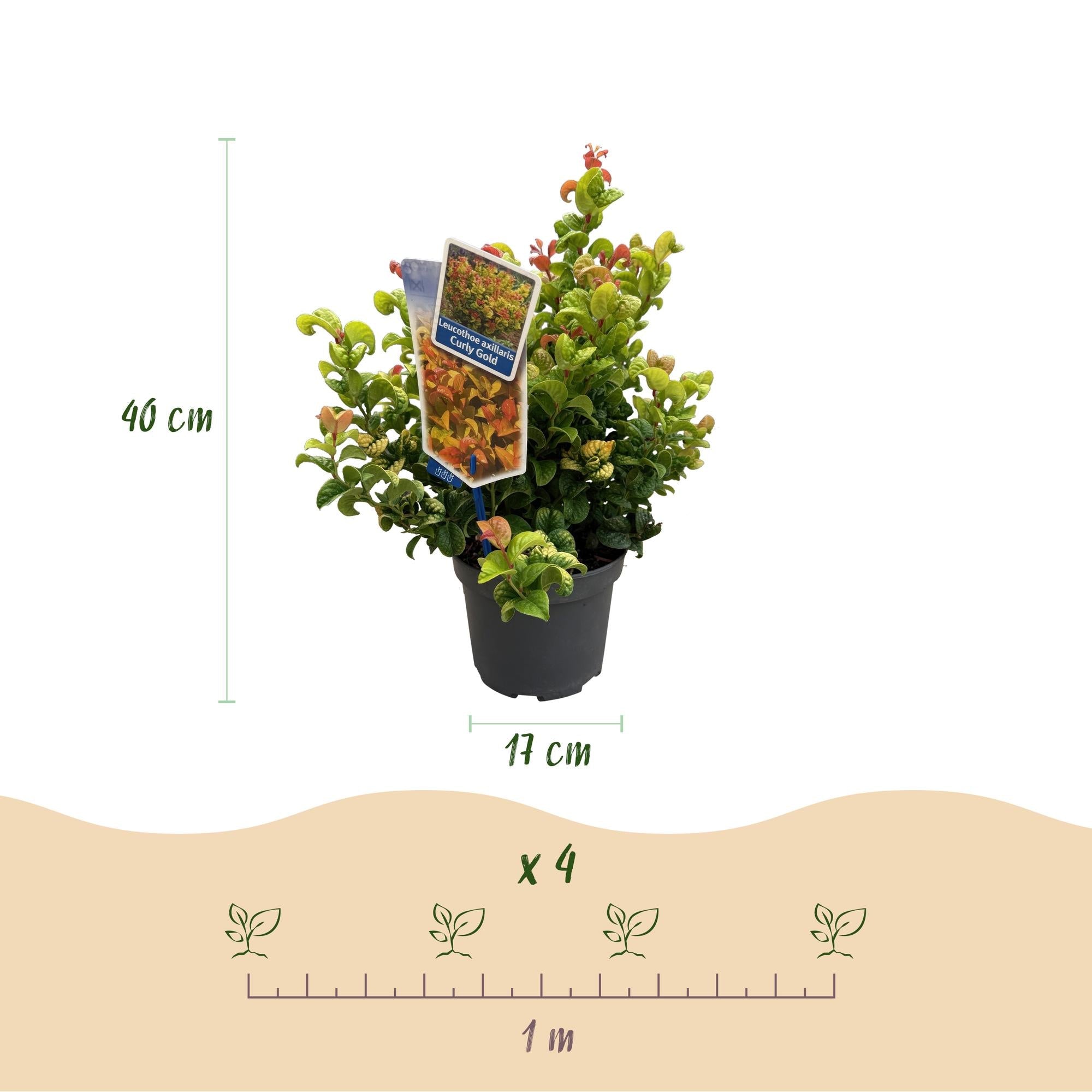 green-guardia-leucothoe-curly-gold-zierstrauch-17-cm-topf-1-pflanze image 2