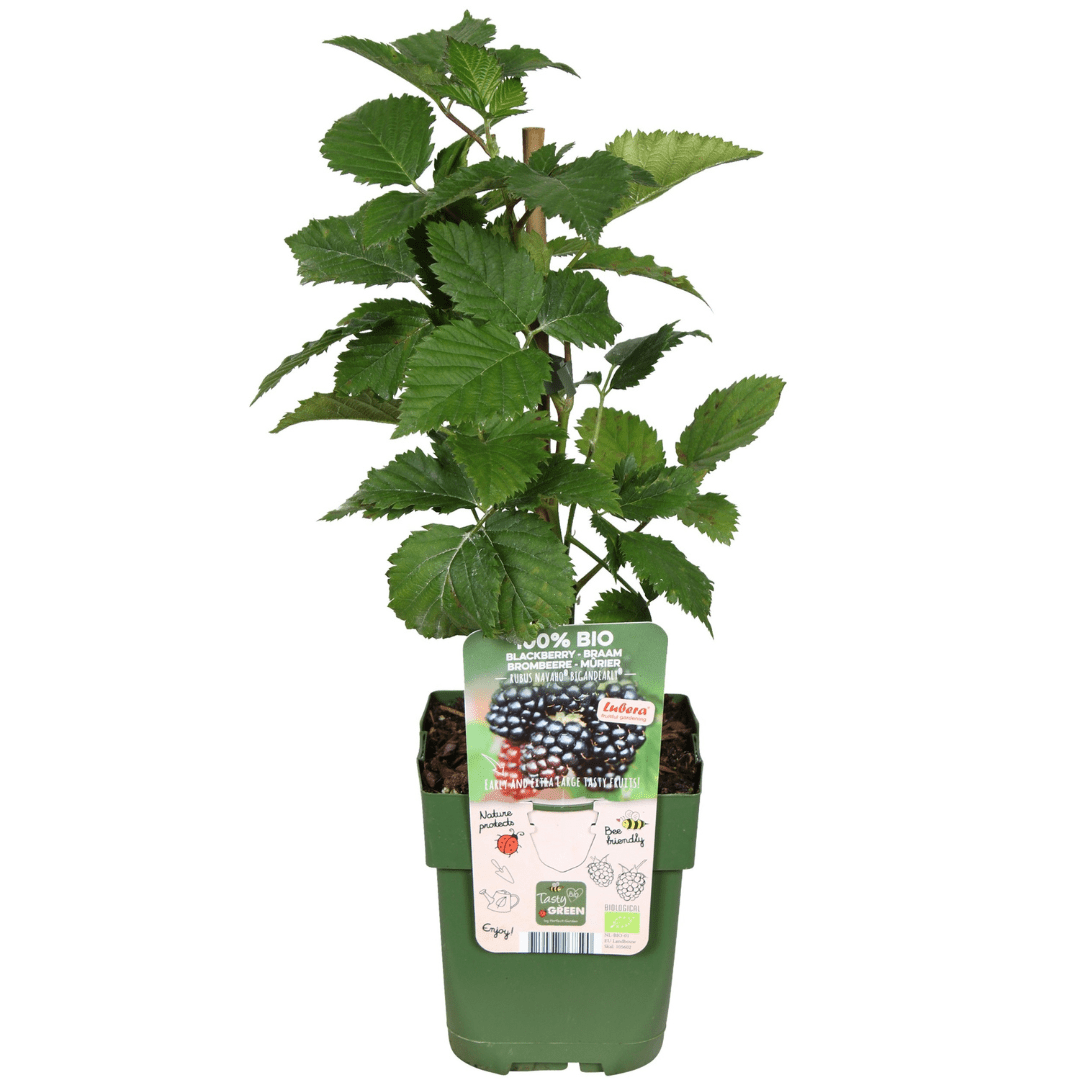 green-guardia-fr-chte-oase-bio-obstpflanzen-set-5-sorten image 5