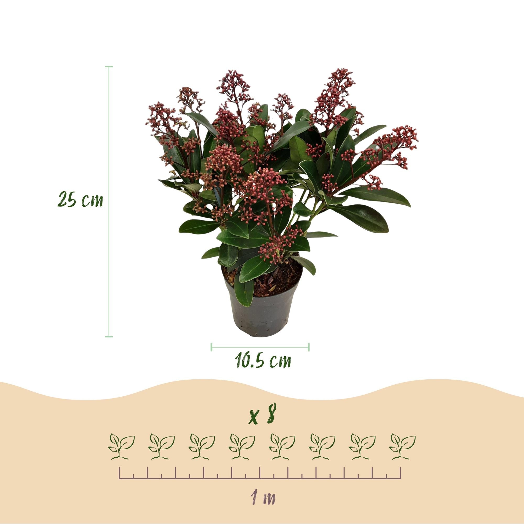 green-guardia-rubella-skimmia-japonica-1x-pflanze-rotbl-hend image 2
