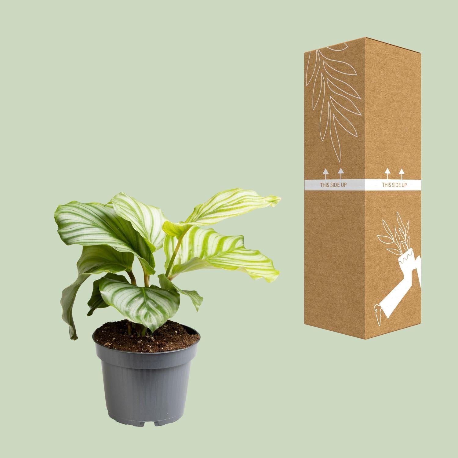 green-guardia-calathea-orbifolia-zimmerpflanze-25-65-cm image 3