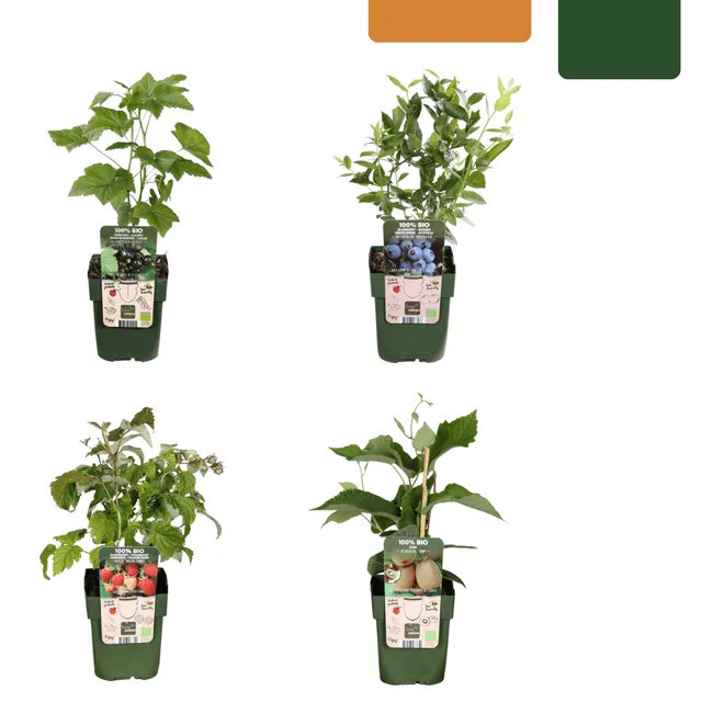 green-guardia-bio-obstpflanzen-mix-sommerfr-chte-4-sorten-set image 1