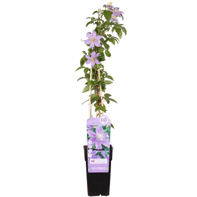 green-guardia-clematis-justa-kletterpflanze-zartviolett image 1
