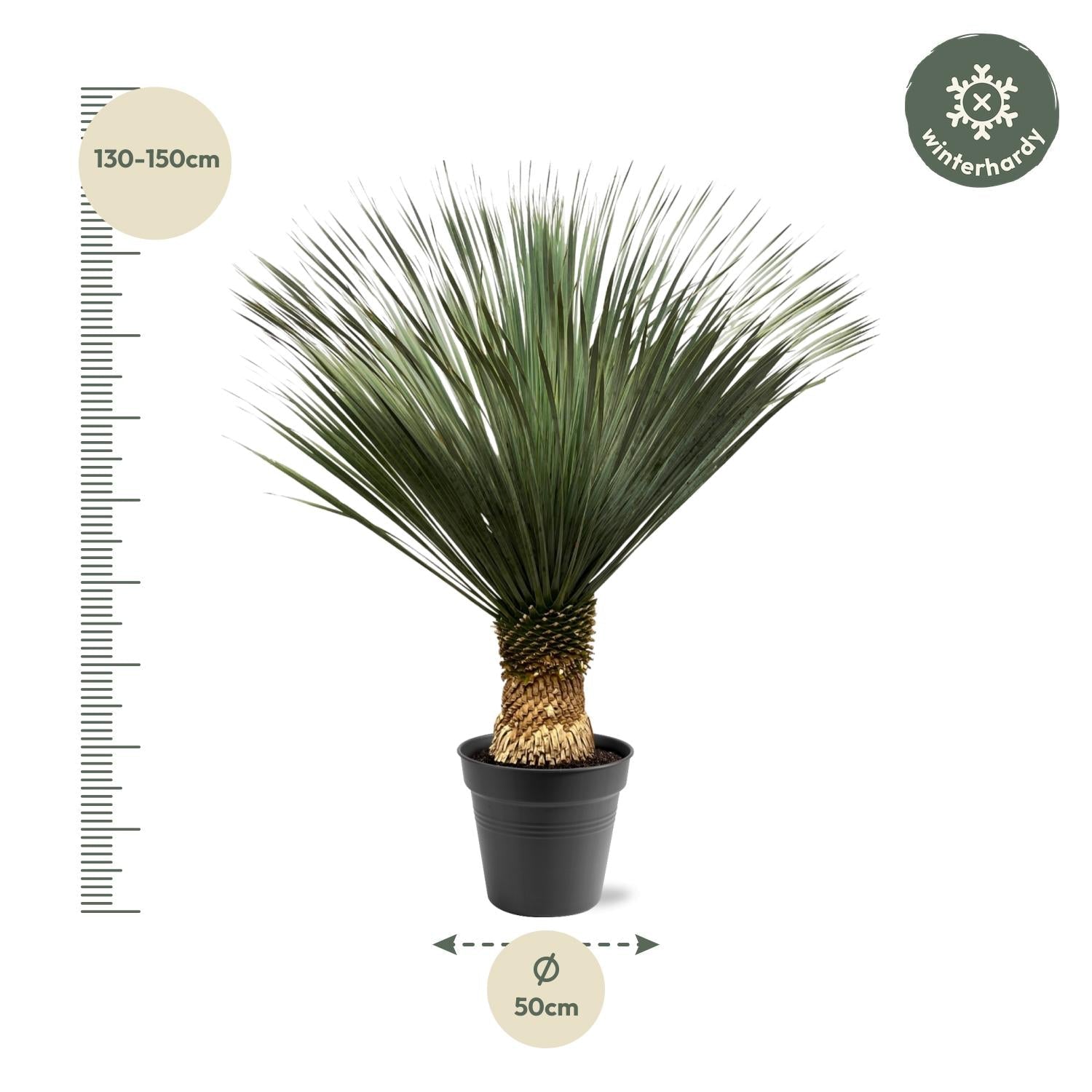 green-guardia-unsere-pflanzen-yucca-rostrata-palmlilie-80-160cm image 4