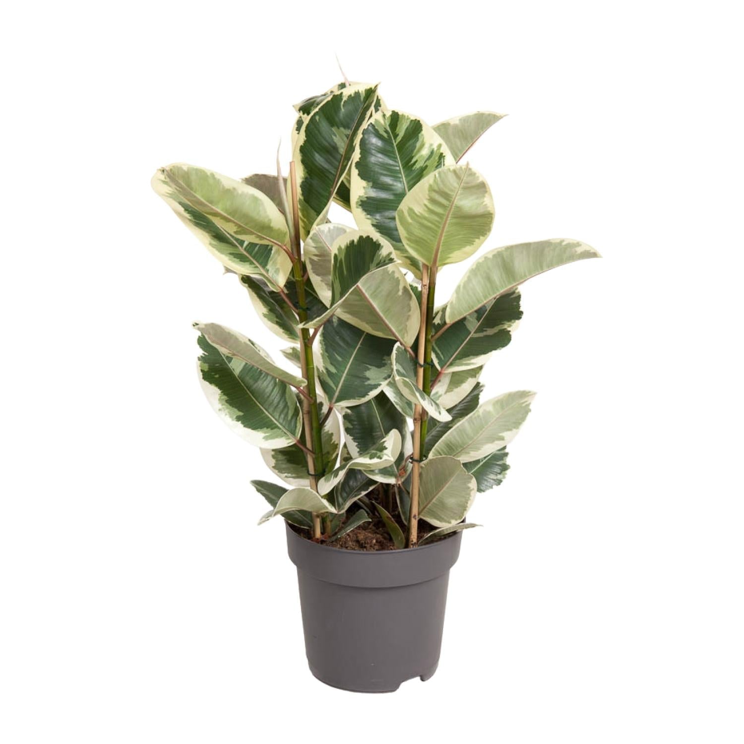 green-guardia-unsere-pflanzen-ficus-elastica-tineke-50cm image 1