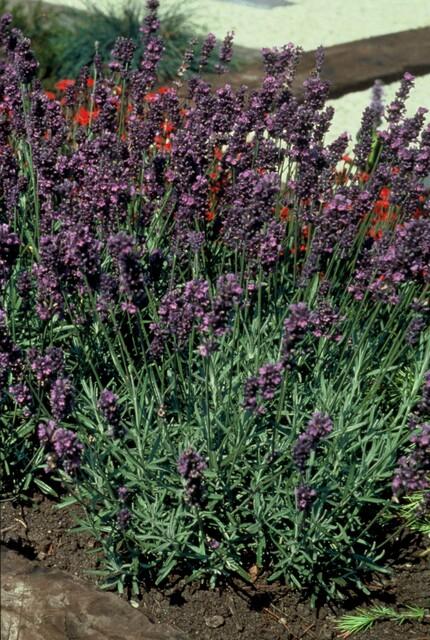 green-guardia-unsere-pflanzen-lavendel-munstead-duftpflanze-6-pflanzen image 4