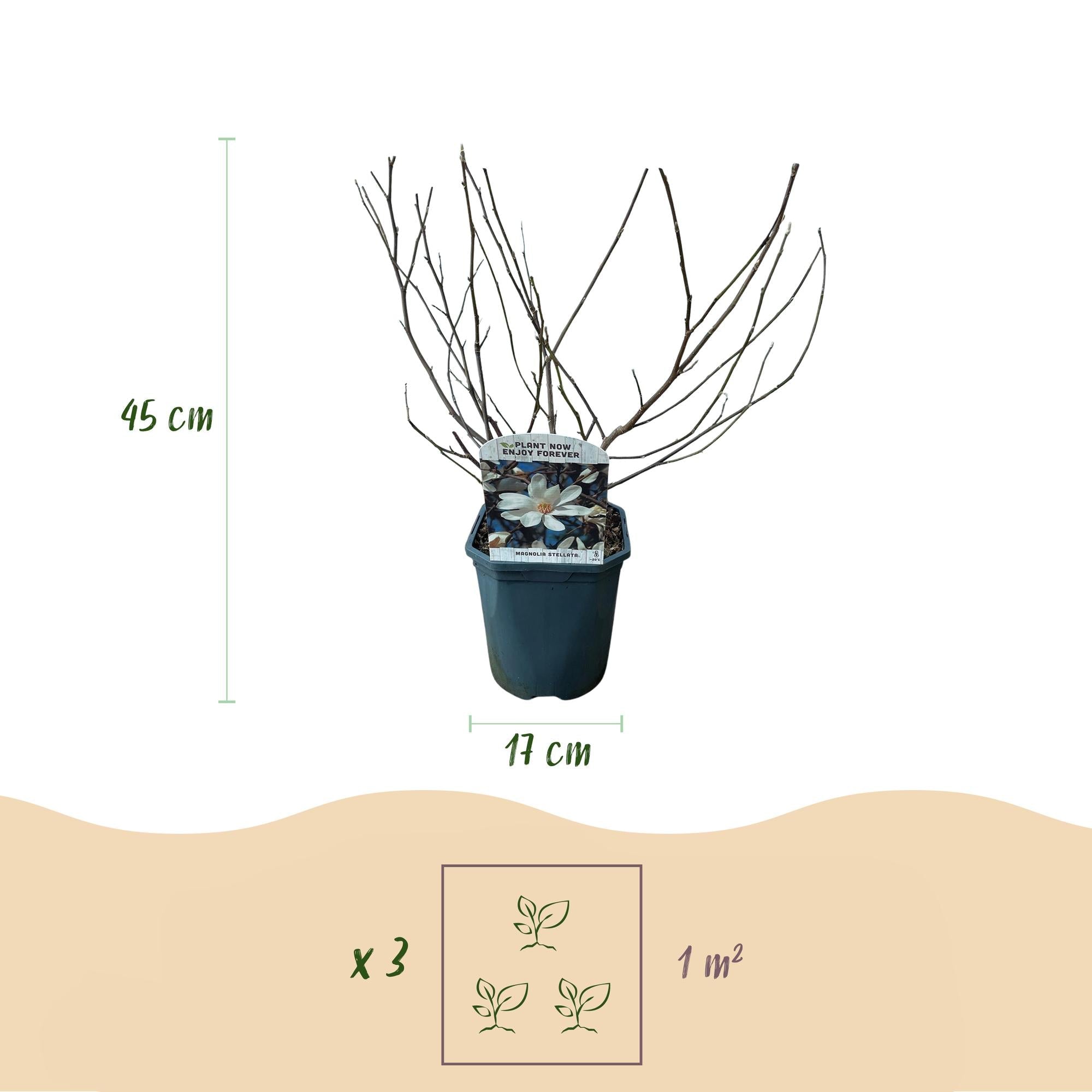 green-guardia-magnolia-stellata-zierstrauch-wei-45-cm image 2