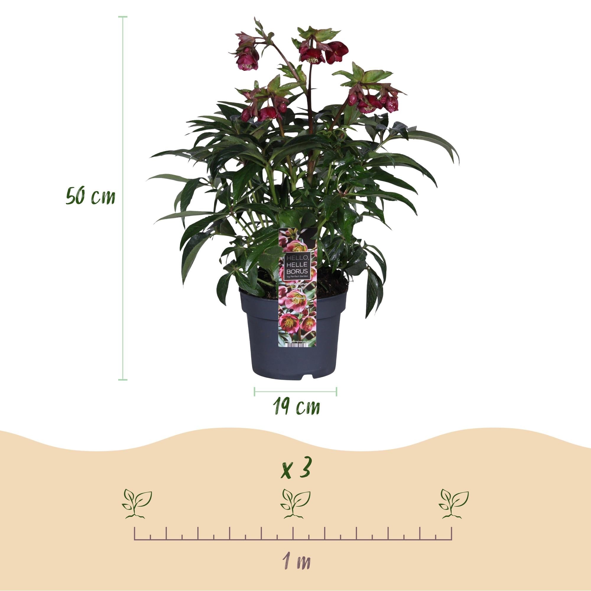 green-guardia-unsere-pflanzen-helleborus-dacaya-christrose-19cm-rosa image 2