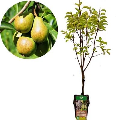 green-guardia-unsere-pflanzen-birnbaum-conference-obstbaum-90cm-21cm image 1