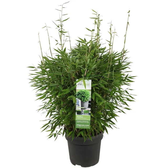 green-guardia-unsere-pflanzen-fargesia-moontears-boobux-bambus-70-cm image 1