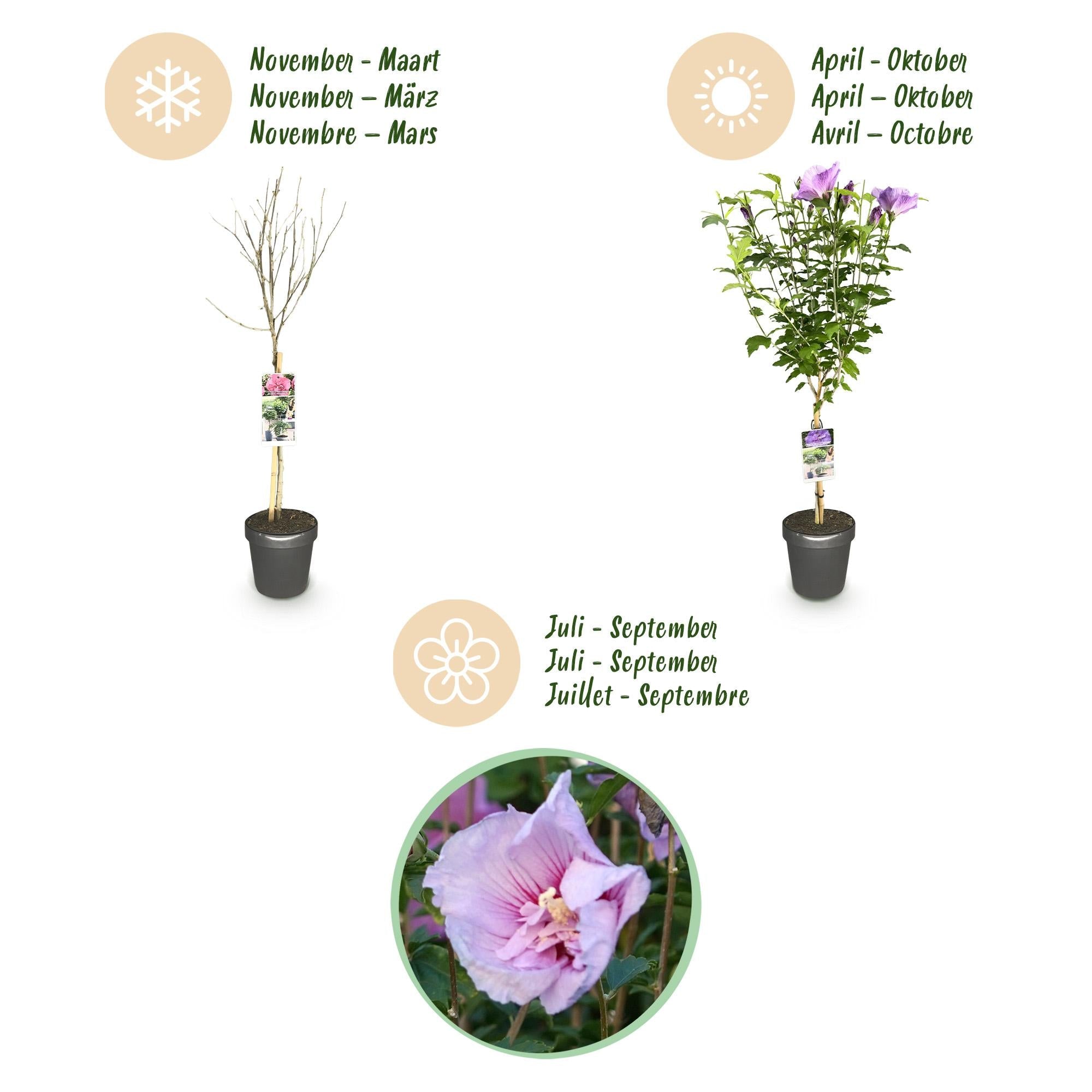 green-guardia-unsere-pflanzen-lavender-chiffon-hibiskus-stamm image 2