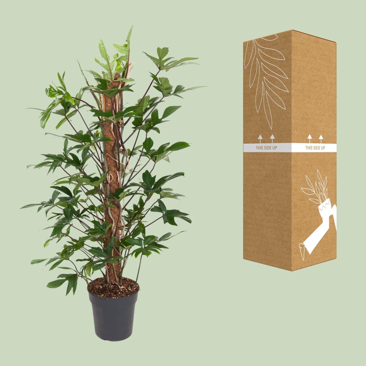green-guardia-philodendron-pedatum-baumfreund-120-cm-24-cm-topf image 3