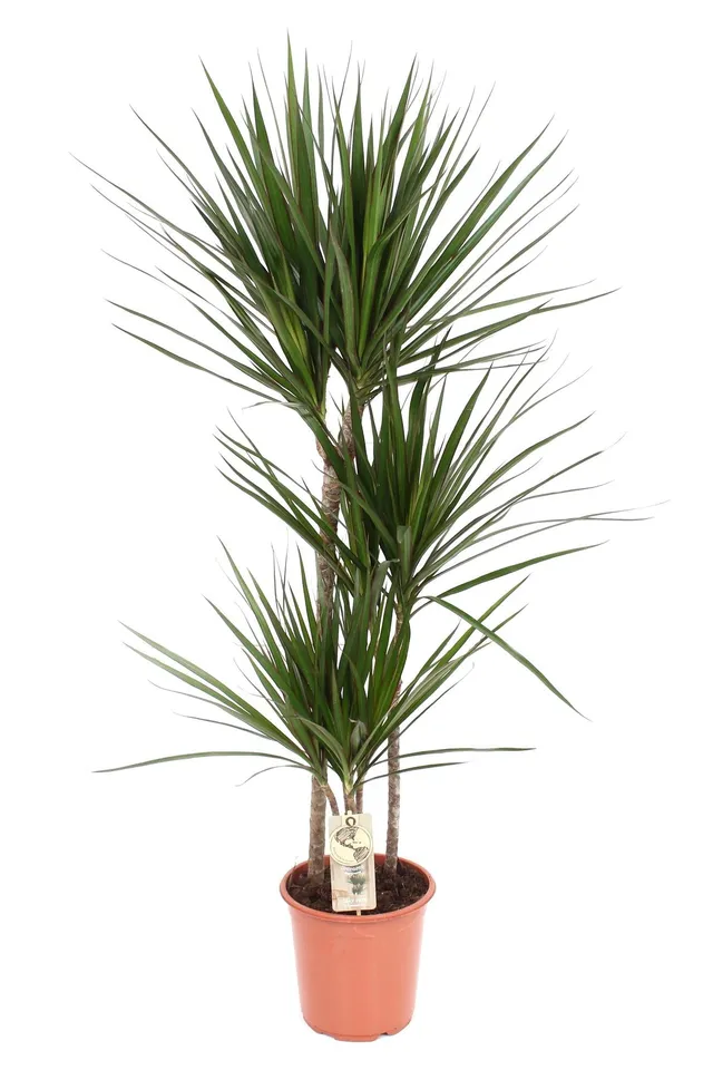 green-guardia-dracaena-marginata-drachenbaum-55-cm-pflegeleicht image 1
