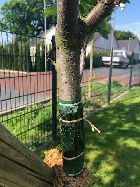 Ameisen bleiben hängen
