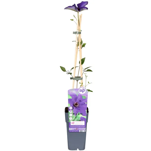 green-guardia-the-president-clematis-1x-lila-bl-te-65-cm image 1