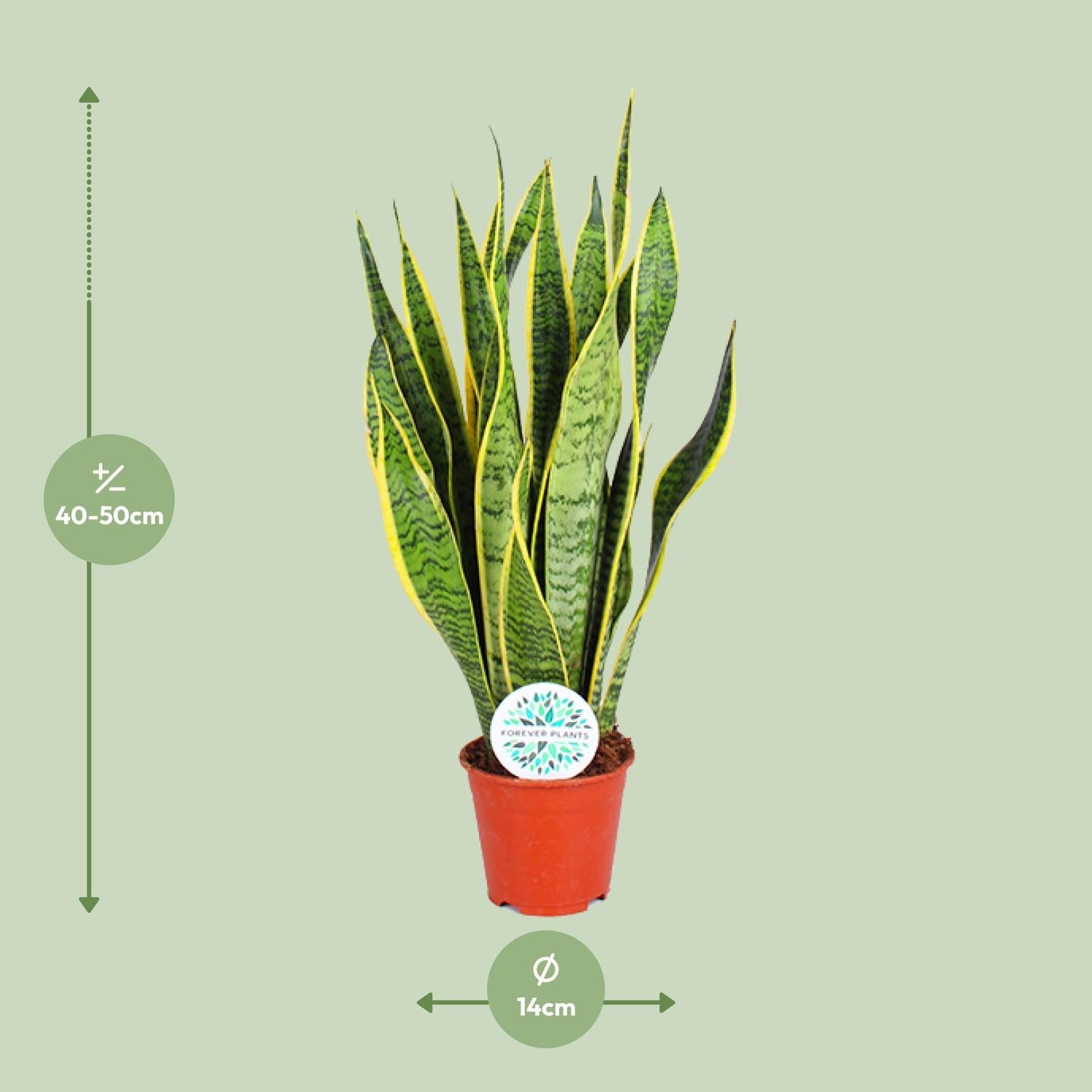 green-guardia-sansevieria-trifasciata-laurentii-zimmerpflanze-40cm-pflegeleicht image 2