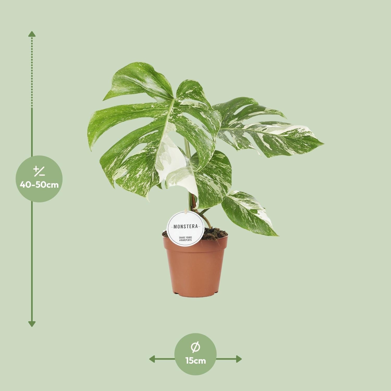 green-guardia-monstera-deliciosa-variegata-15cm-topf-45cm image 2