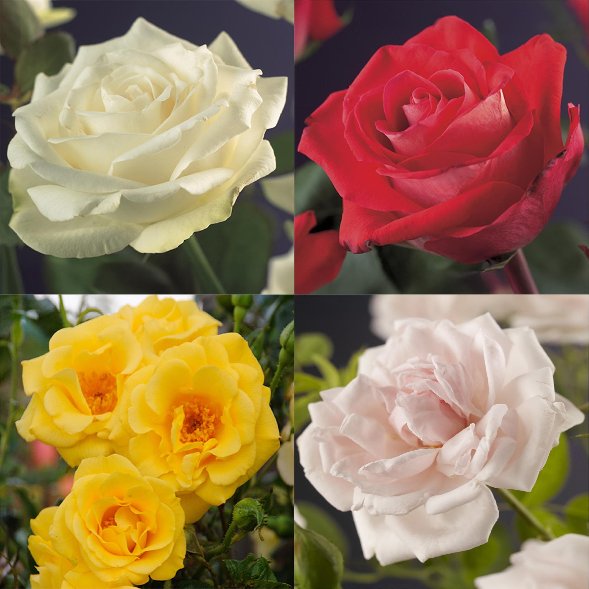 green-guardia-rosa-rainbow-kletterrose-4x-11cm-topf-mehrfarbig image 3