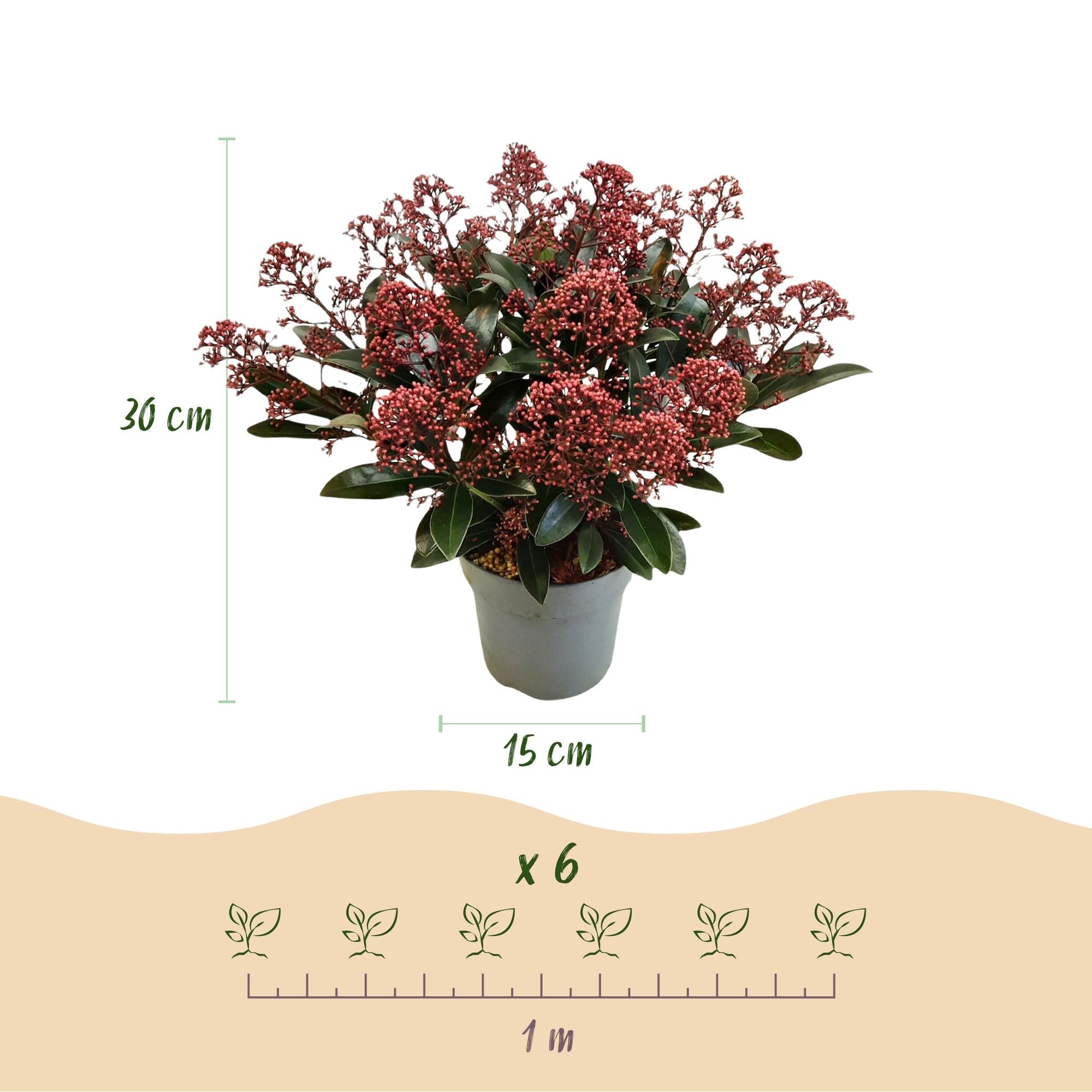 green-guardia-rubella-skimmia-japonica-1x-pflanze-rotbl-hend image 3