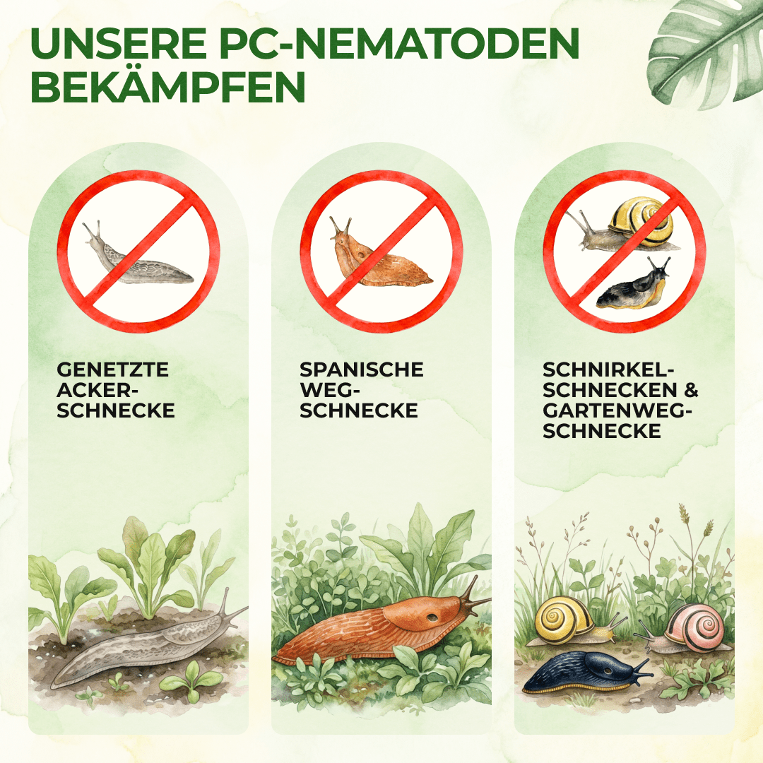 green-guardia-pc-nematoden-gegen-schnecken-5-mio-10m image 2