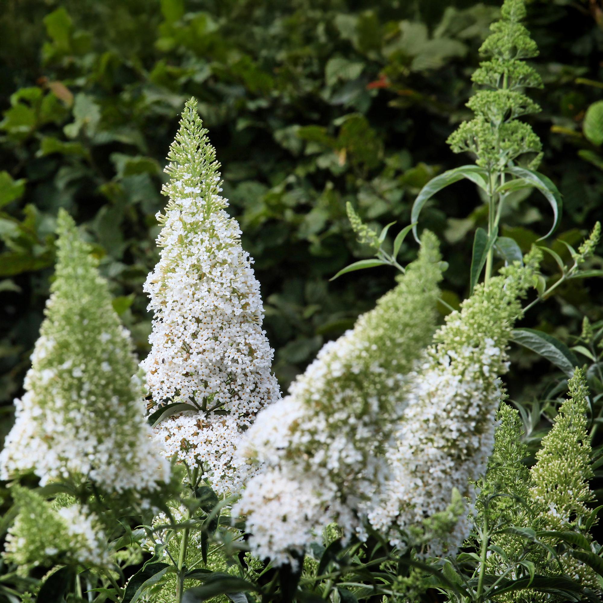 green-guardia-unsere-pflanzen-white-profusion-strauch-17cm-wei image 4