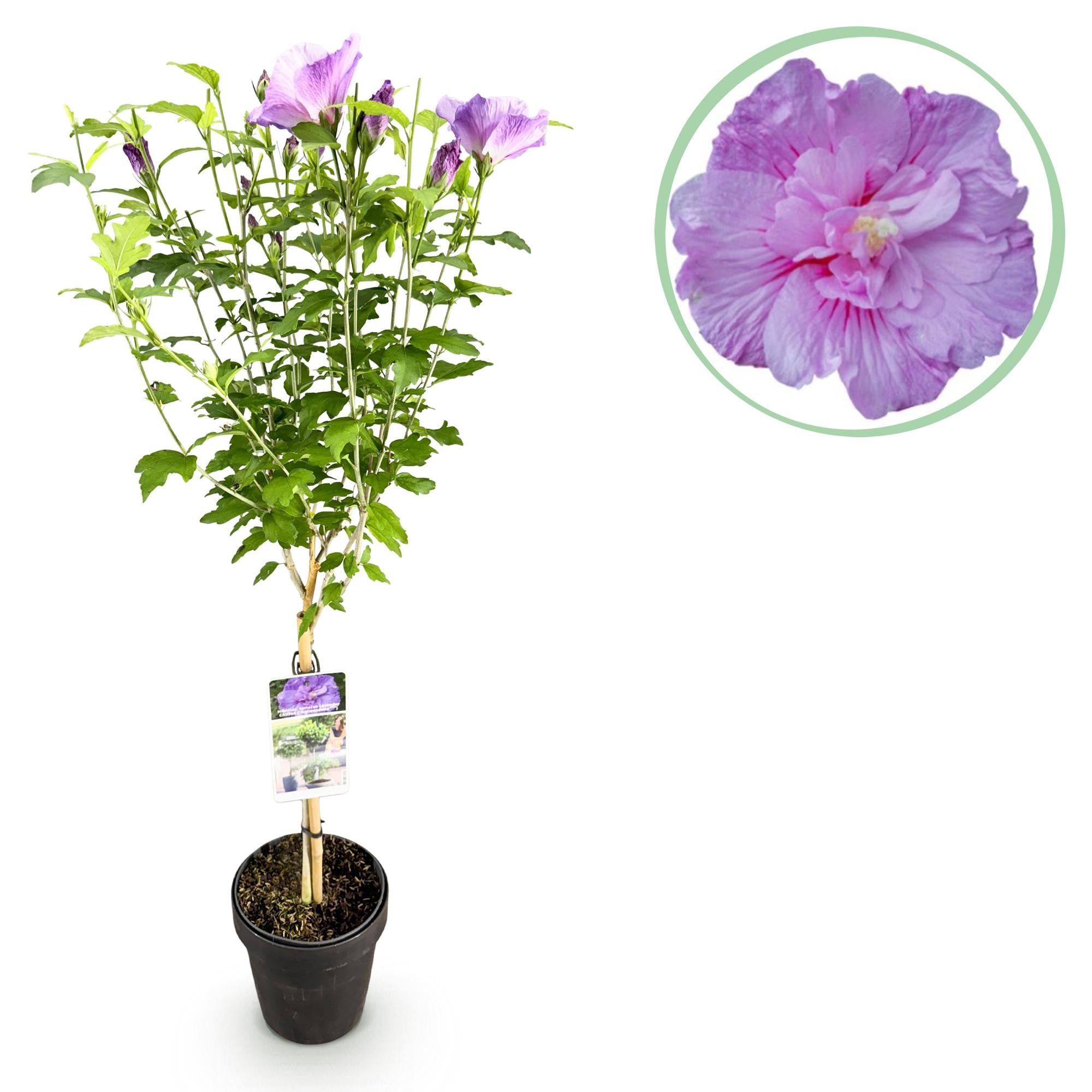 green-guardia-unsere-pflanzen-lavender-chiffon-hibiskus-stamm image 1