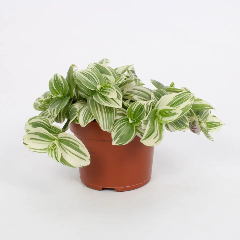 green-guardia-tradescantia-giant-white-beach-h-ngepflanze-12cm image 1