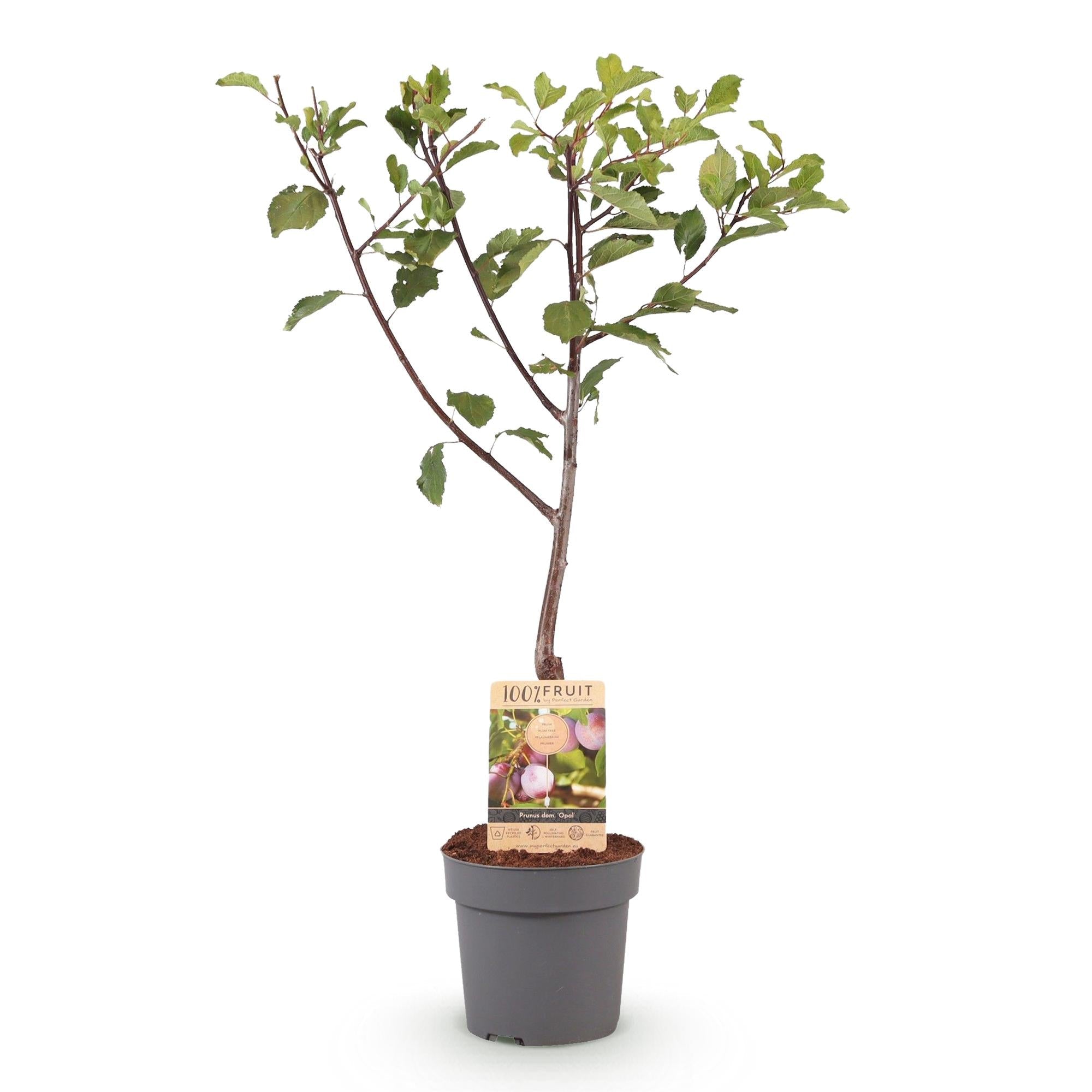 green-guardia-opal-pflaumenbaum-obstbaum-21cm-topf-s image 2