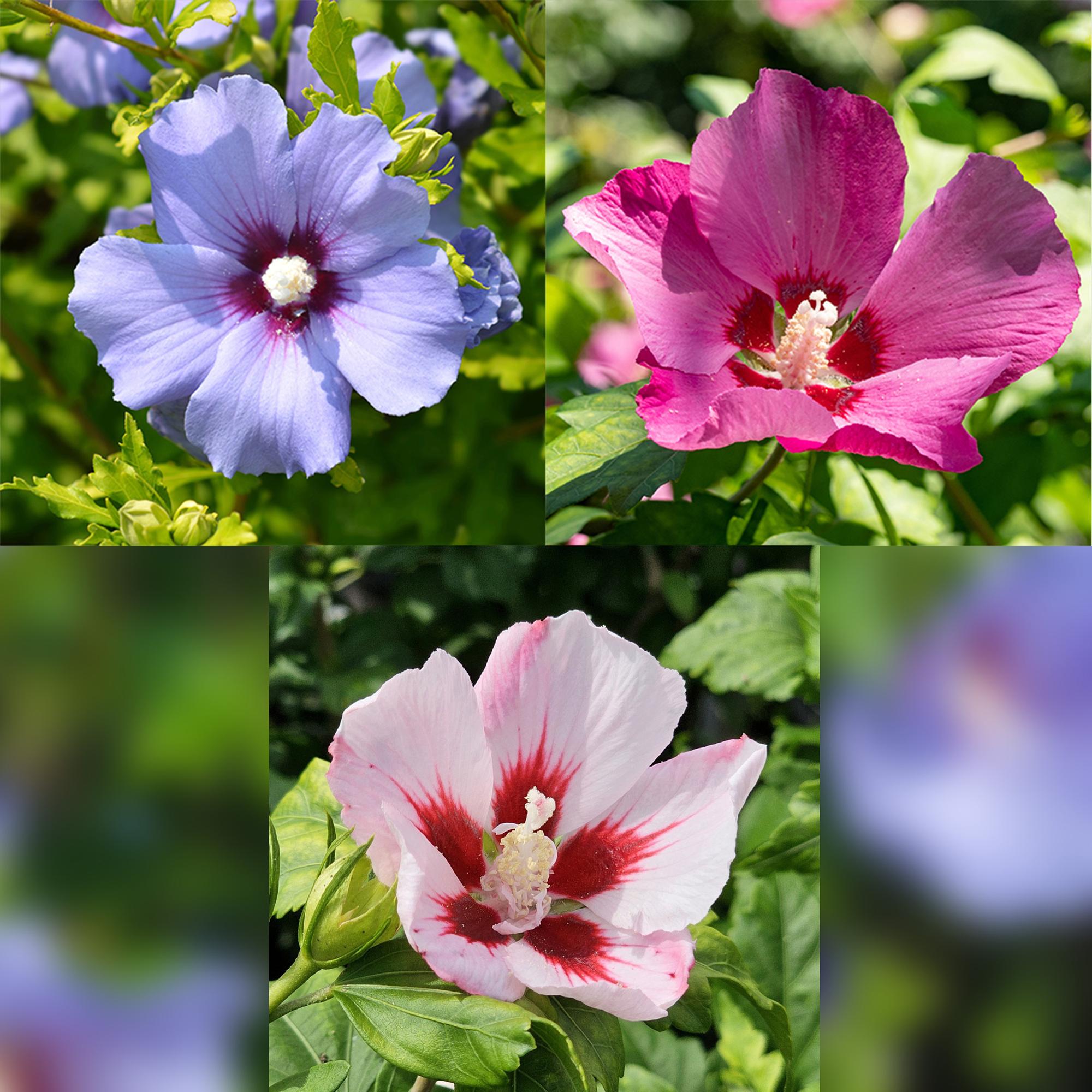 green-guardia-unsere-pflanzen-hibiscus-tricolour-st-mmchen-19cm-90cm image 4