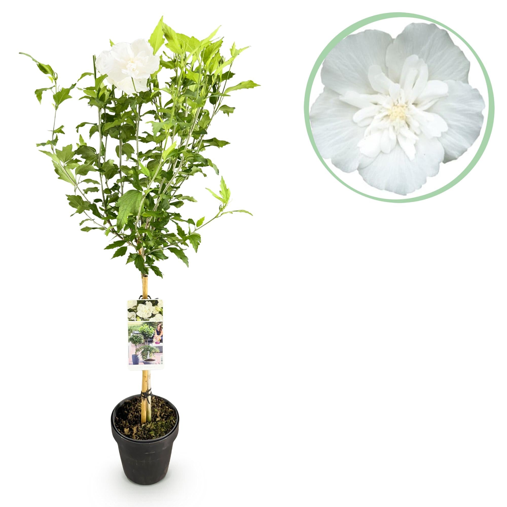green-guardia-white-chiffon-hibiskus-stamm-wei-winterhart-90-cm image 1