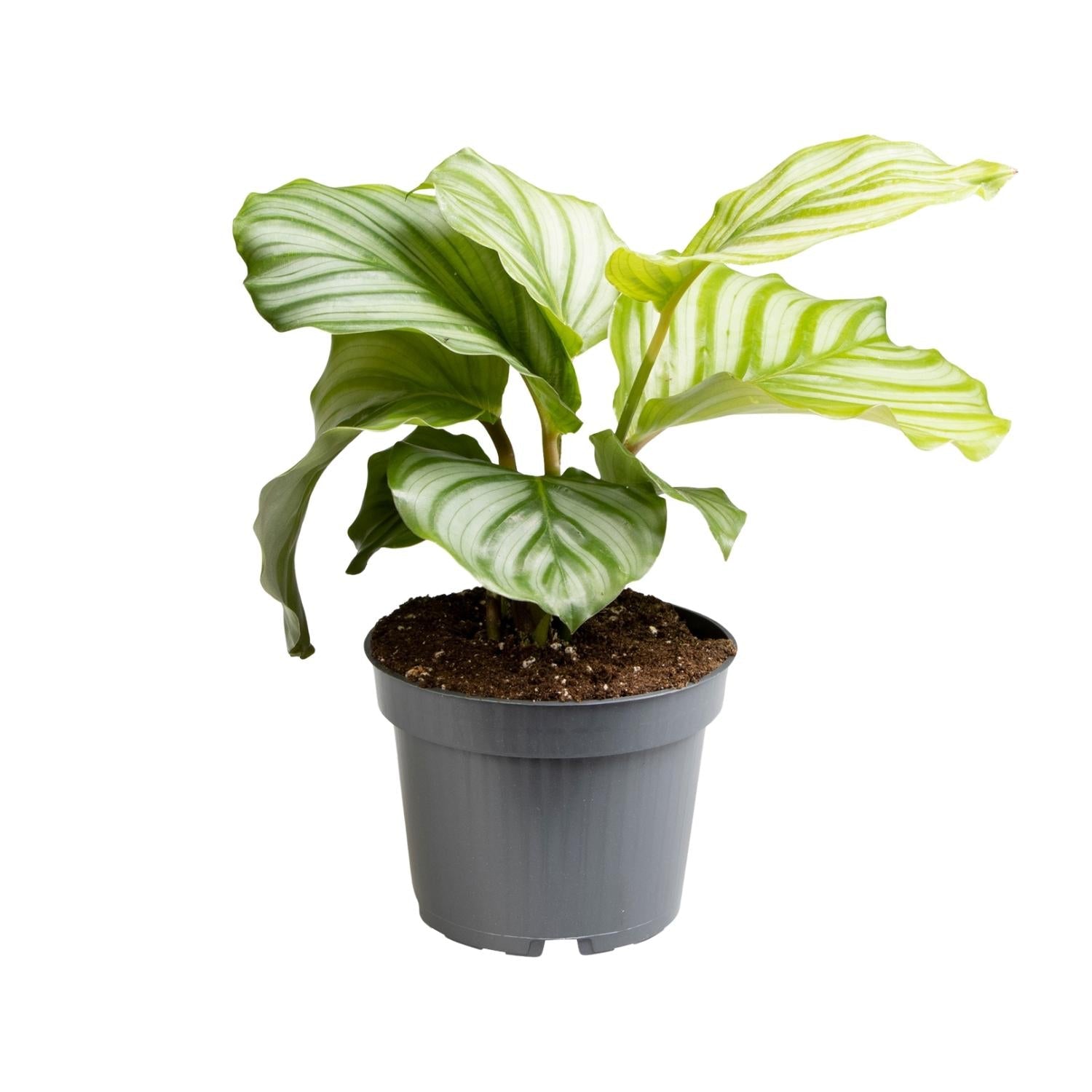 green-guardia-calathea-orbifolia-zimmerpflanze-25-65-cm image 1