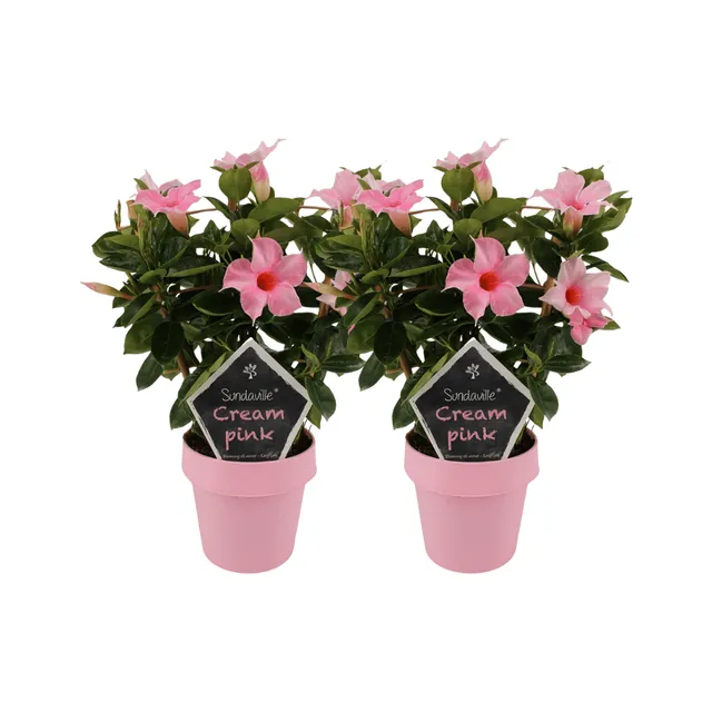 green-guardia-mandevilla-sundaville-cream-pink-kletterpflanze-2-st-ck image 1