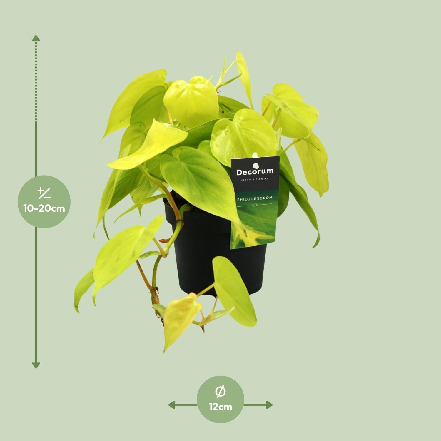green-guardia-unsere-pflanzen-philodendron-lime-zimmerpflanze-12cm image 2