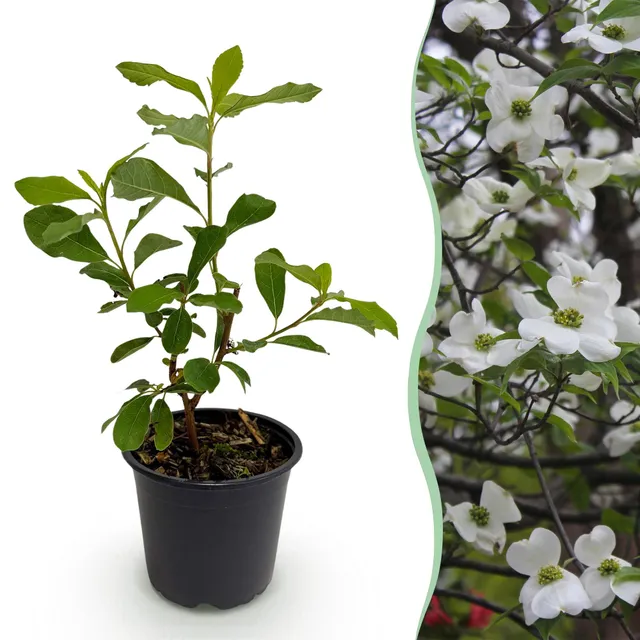 green-guardia-cornus-florida-zierstrauch-12cm-topf-wei-rosa image 1