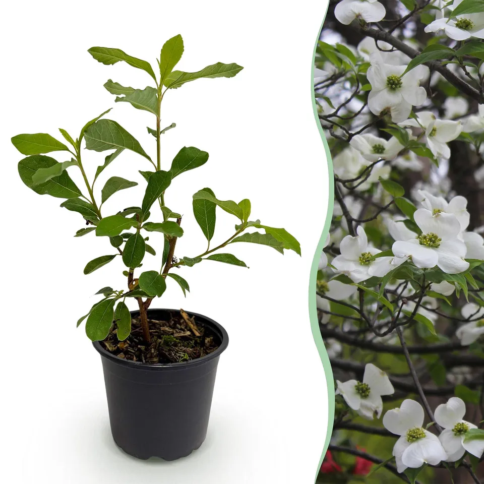 green-guardia-cornus-florida-zierstrauch-12cm-topf-wei-rosa image 1