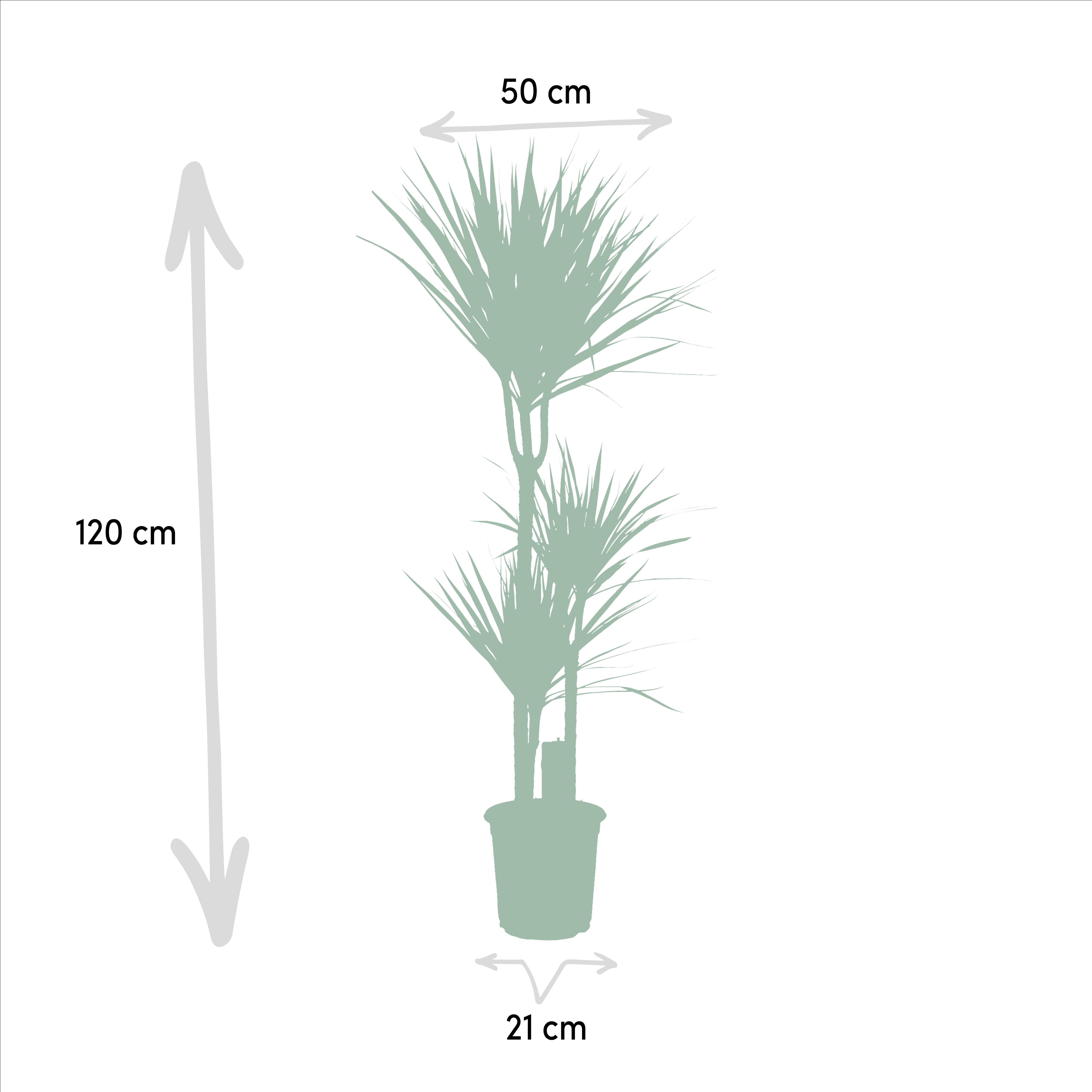 green-guardia-dracaena-marginata-drachenbaum-55-cm-pflegeleicht image 8