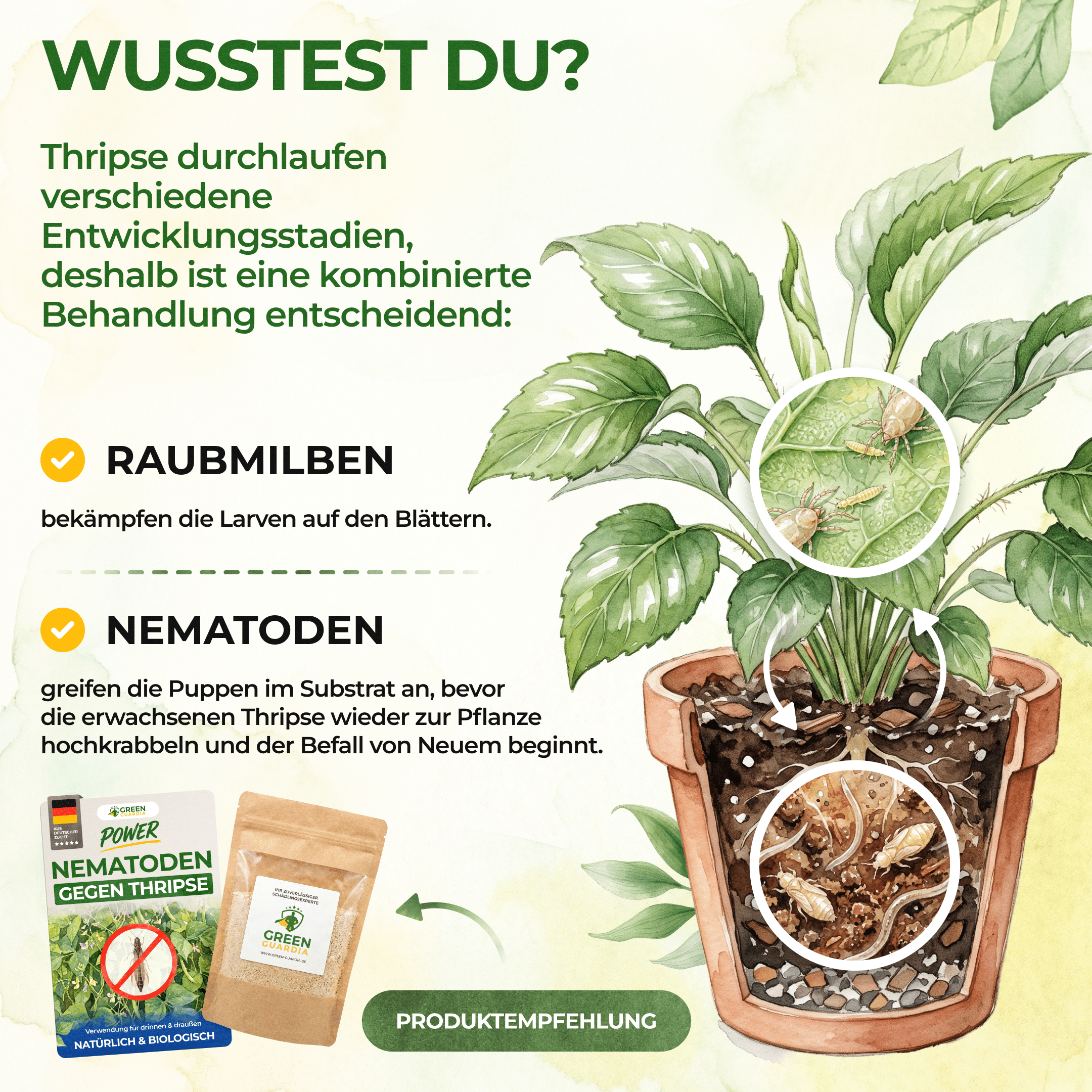 green-guardia-ultimate-swirskii-raubmilben-gegen-thripse-1-t-te image 6
