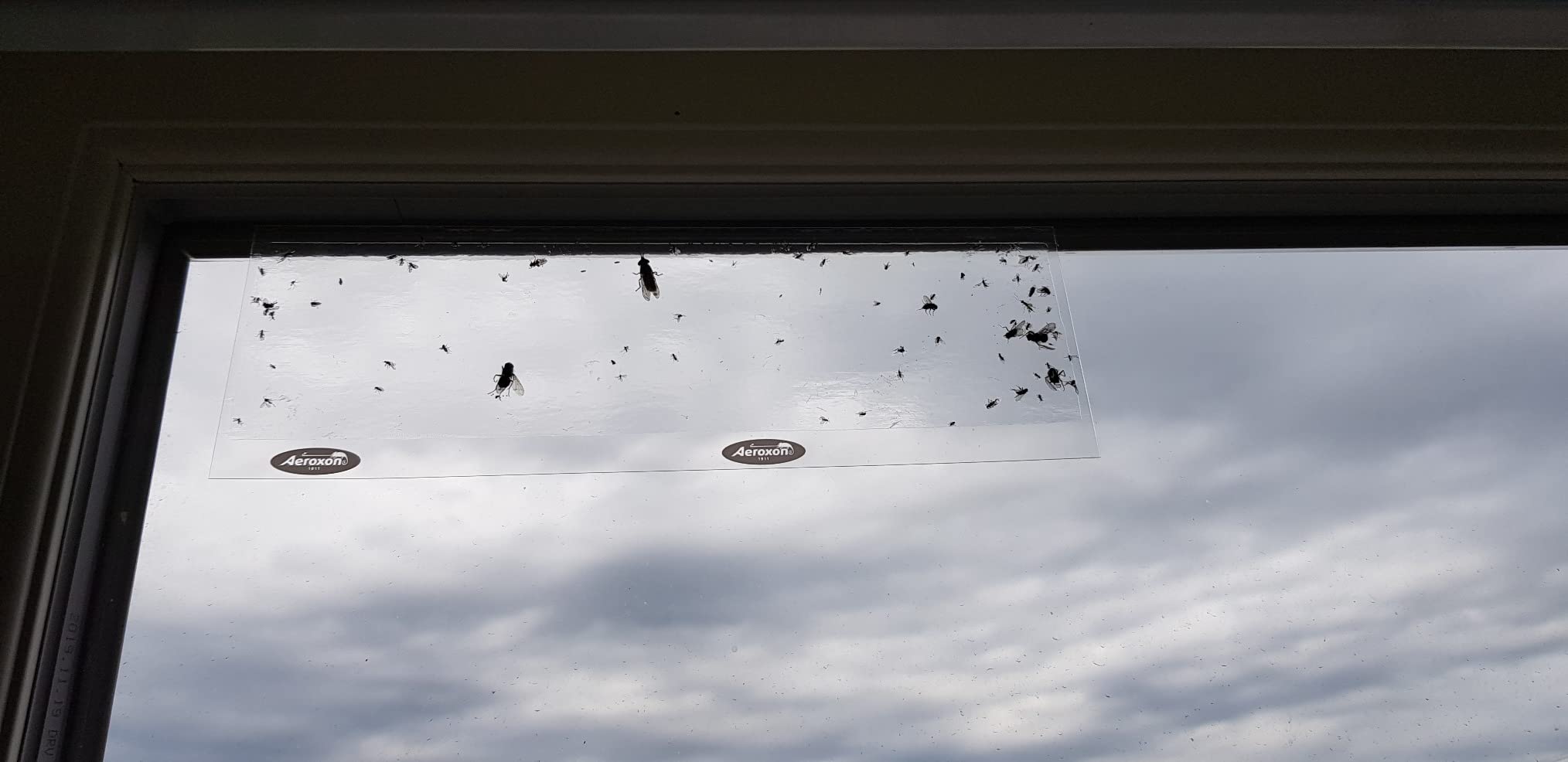 Fliegen bleiben hängen